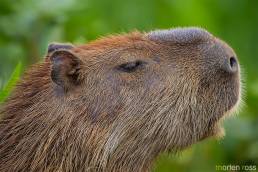 Capybara (Hydrochoerus hydrochaeris)