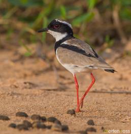 Pied Plover (Vanellus cayanus)