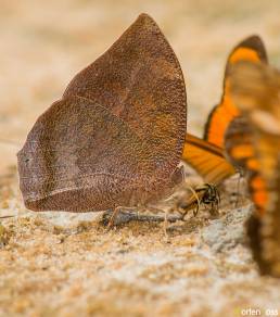 Flamingo Leafwing (Fountainea ryphea phidile)