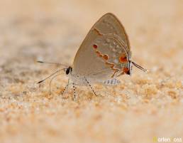 Gray ministreak (Ministrymon azia)