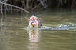 Giant Otter (Pteronura brasiliensis)