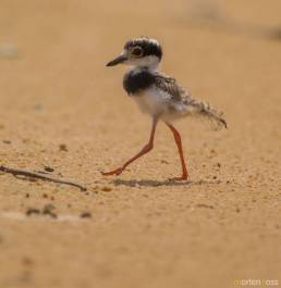 Pied Plover (Vanellus cayanus)