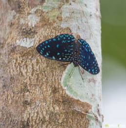 Starry Night Cracker (Hamadryas laodamia)