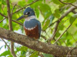 Ringed Kingfisher (Megaceryle torquata)