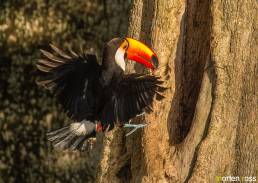 Toco Toucan (Ramphastos toco)