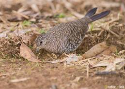 Scaled Dove (Columbina squammata)