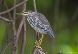 Striated Heron (Butorides striata)