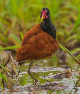 Wattled Jacana (Jacana jacana)