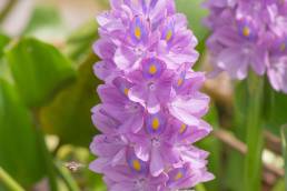 Water Hyacinth (Eichhornia crassipes)