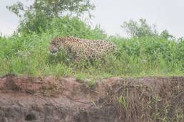 Jaguar (Panthera onca)