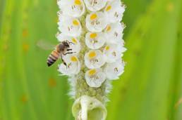 Pickerel Weed (Pontederia parviflora)