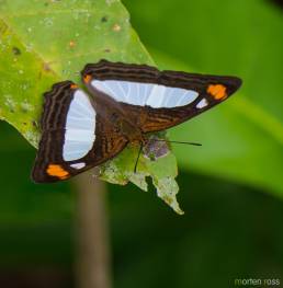 Thoasa Sister (Adelpha thoasa)