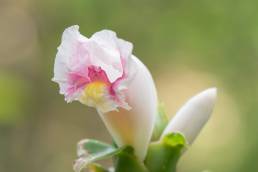 Costus arabicus