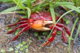 South American Freshwater crab (Dilocarcinus pagei)