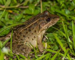 Leptodactylus chaquensis