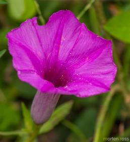 Pantanal Morning Glory 01 (Ipomoea sp)