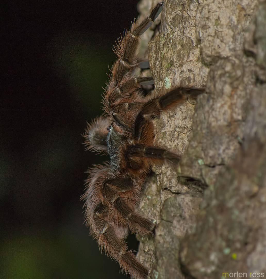 Bolivian Salmon Pink Tarantula (Acanthoscurria chacoana)