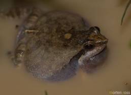 Whistling frog (Physalaemus albonotatus)