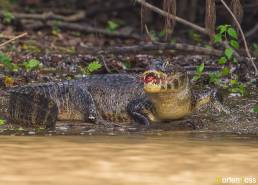 Yacare caiman (Caiman yacare)