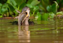 Neotropic Cormorant (Phalacrocorax brasilianus)