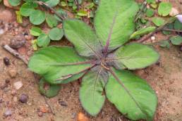 Ruellia hygrophila