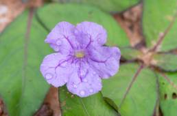 Ruellia hygrophila