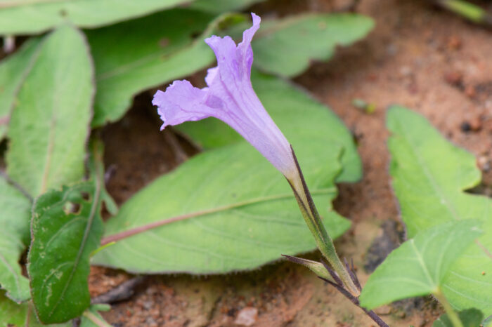 Ruellia hygrophila