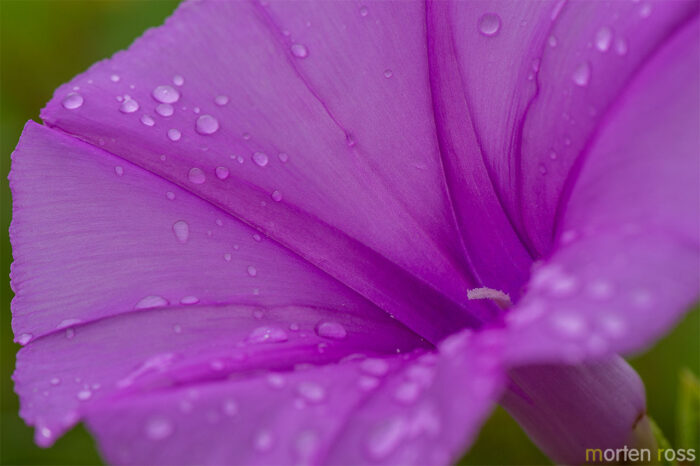 Pantanal Morning Glory 02 (Ipomoea sp)