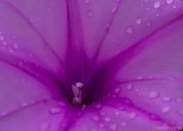 Pantanal Morning Glory 02 (Ipomoea sp)