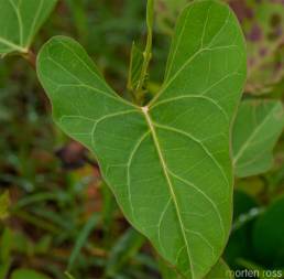 Pantanal Morning Glory 02 (Ipomoea sp)