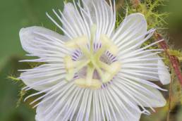 Stinking passionflower (Passiflora foetida)