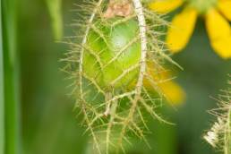 Stinking passionflower (Passiflora foetida)