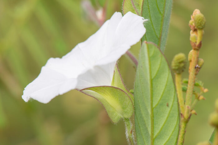 Aniseia martinicensis