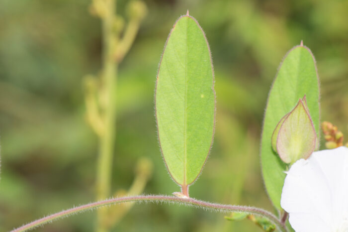 Aniseia martinicensis