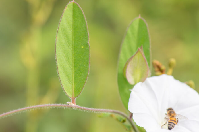 Aniseia martinicensis