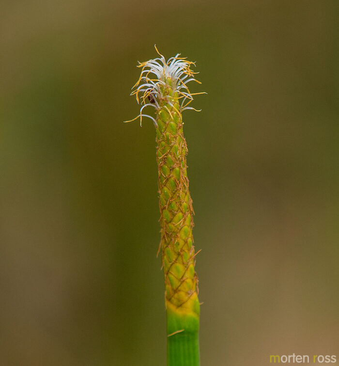 Eleocharis sp