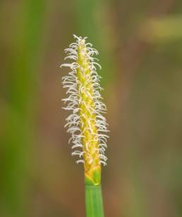 Eleocharis sp