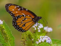 Queen (Danaus gilippus)