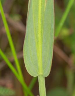 Echinodorus sp