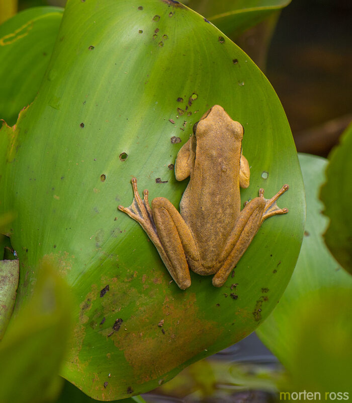 Chaco tree frog (Hypsiboas raniceps)