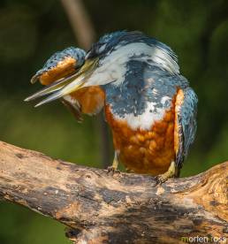 Ringed Kingfisher (Megaceryle torquata)