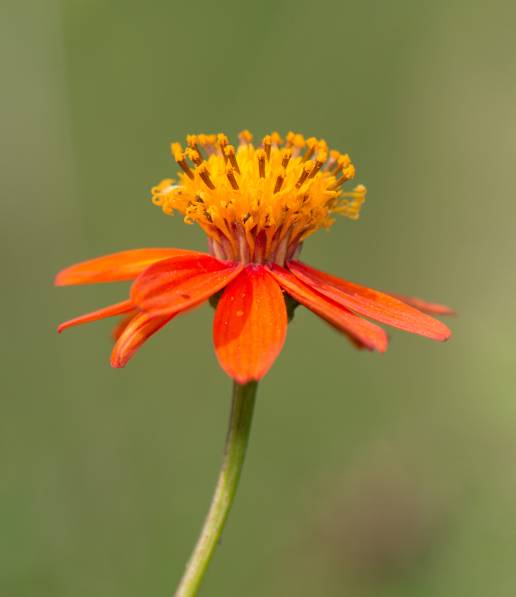 Ridge Beggarticks (Bidens gardner)