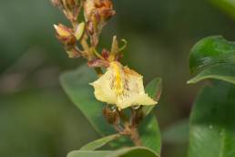 Qualea multiflora