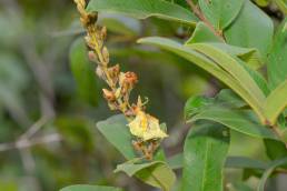 Qualea multiflora