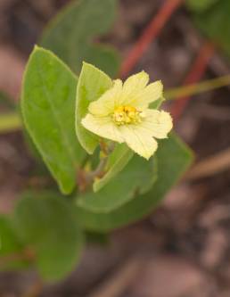 Dalechampia occidentalis