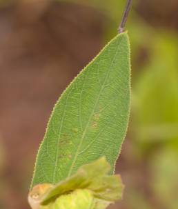 Dalechampia occidentalis