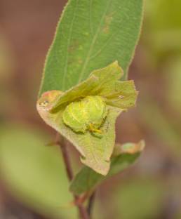 Dalechampia occidentalis