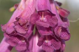 Jacaranda rufa