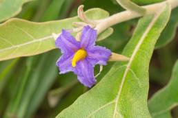 Wolf Apple (Solanum lycocarpum)