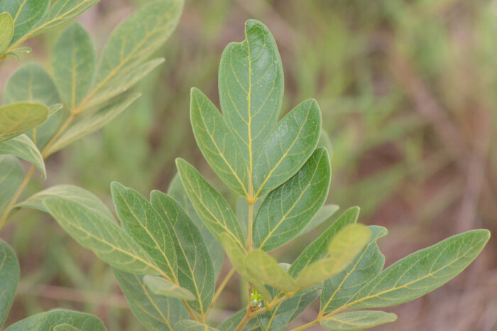 Adenocalymma peregrinum